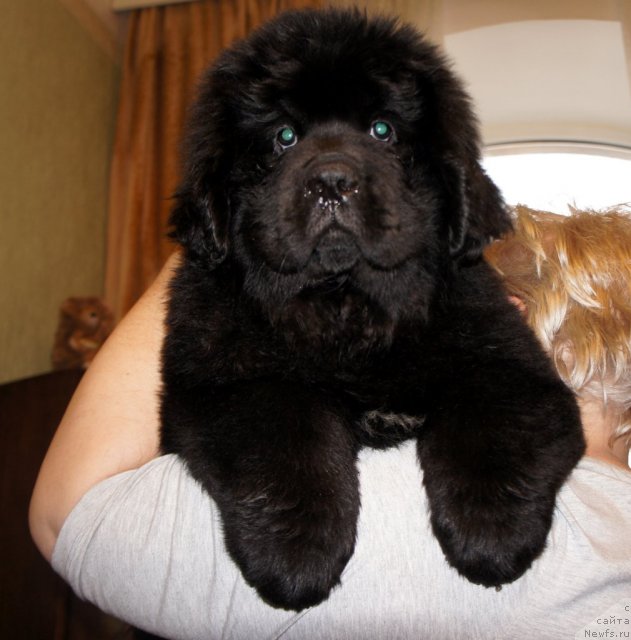 Фото: ньюфаундленд New Beothuks Gold for Smigar