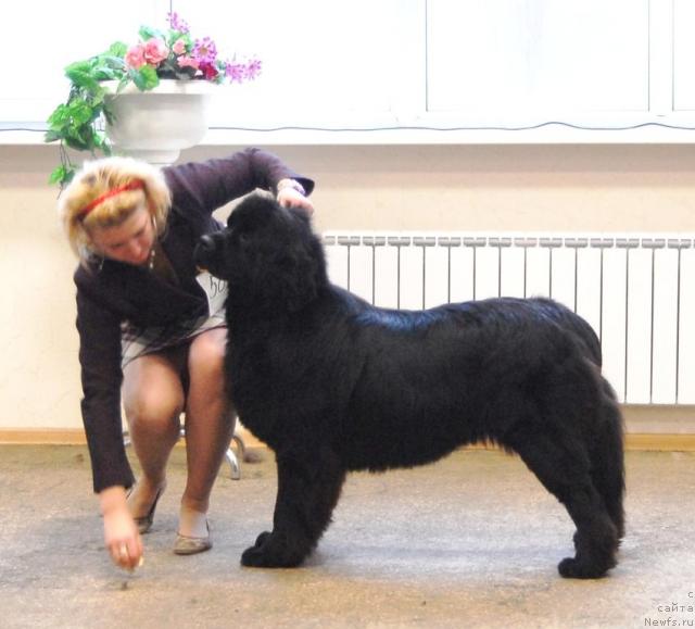 Фото: ньюфаундленд Agata Anabel' (Агата Анабель)