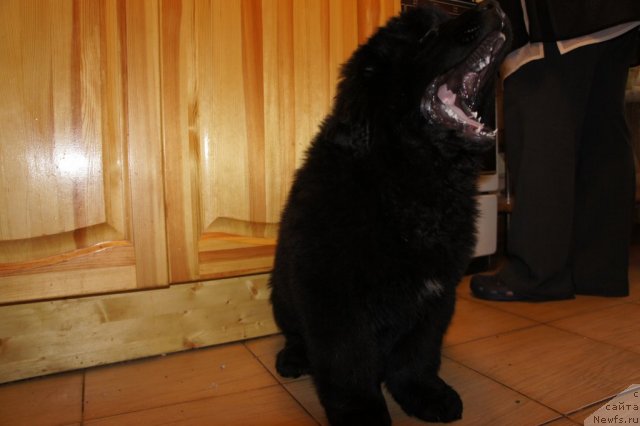 Фото: ньюфаундленд New Beothuks Gold for Smigar