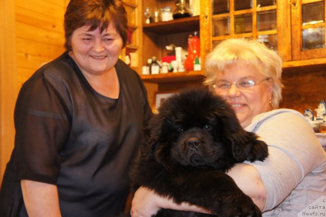 Фото: ньюфаундленд New Beothuks Gold for Smigar, Galina Saryicheva (Галина Сарычева), и Ирина