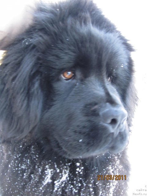 Фото: ньюфаундленд Ih Vyisochestvo Vladlena Madjiks (Их Высочество Владлена Маджикс)