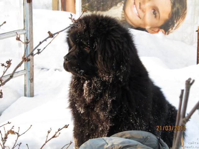 Фото: ньюфаундленд Ih Vyisochestvo Vladlena Madjiks (Их Высочество Владлена Маджикс)