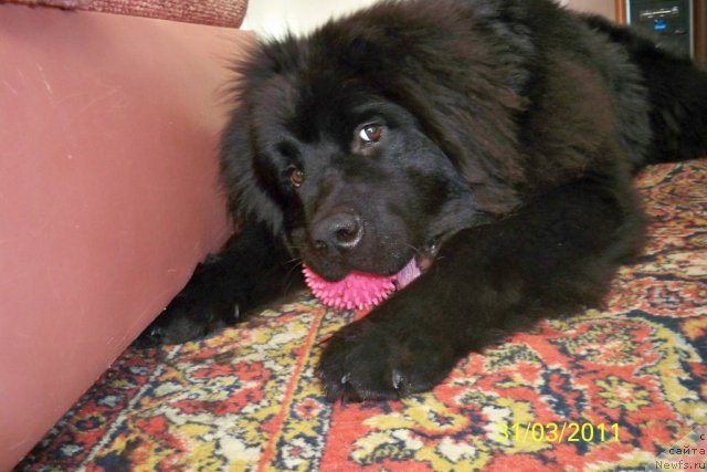 Фото: ньюфаундленд Smigar Volna Uspeha (Смигар Волна Успеха)