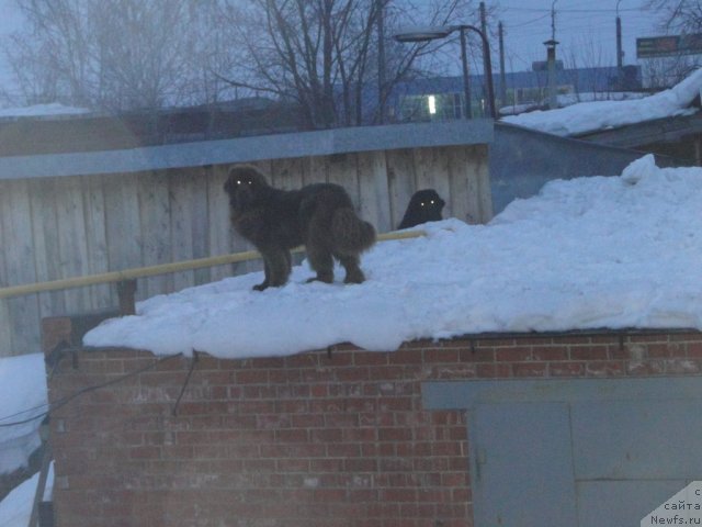Фото: ньюфаундленд Baloven' Sud'byi (Баловень Судьбы), ньюфаундленд Barhatka Roskoshnaya (Бархатка Роскошная)