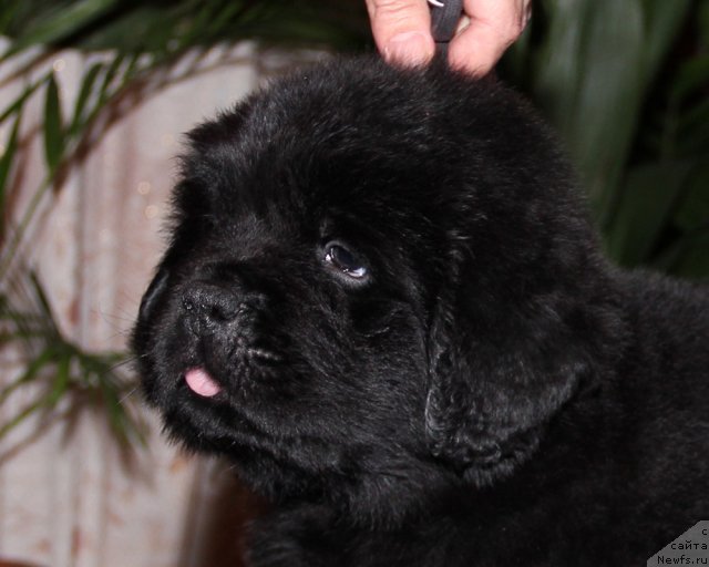 Фото: ньюфаундленд Urgant s Berega Dona (Ургант с Берега Дона)