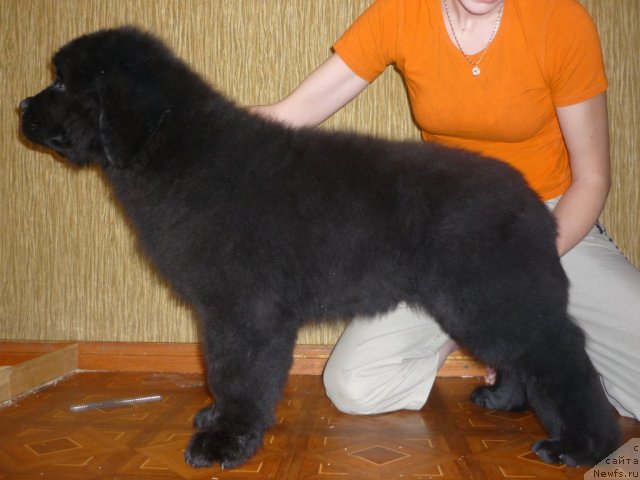 Фото: ньюфаундленд Uyutnaya Dolina Best of ze Best (Уютная Долина Бест оф зе Бест)