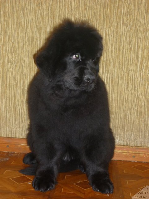 Фото: ньюфаундленд Uyutnaya Dolina Best of ze Best (Уютная Долина Бест оф зе Бест)