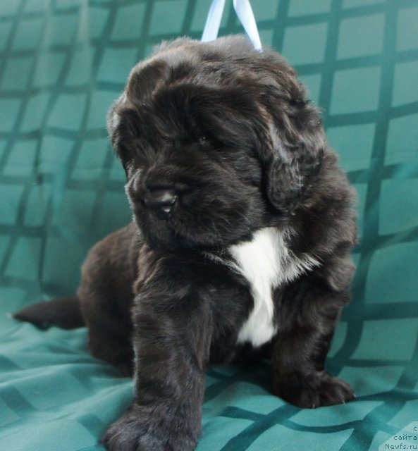 Фото: Piternyuf Everest