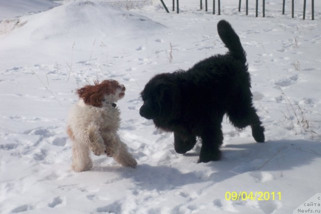 Фото: ньюфаундленд Smigar Volna Uspeha (Смигар Волна Успеха)