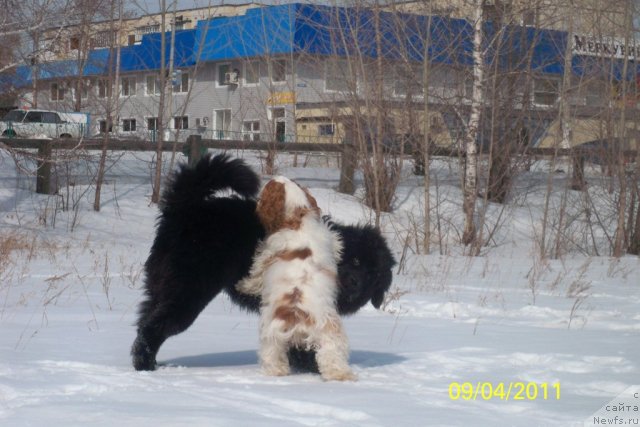 Фото: ньюфаундленд Smigar Volna Uspeha (Смигар Волна Успеха)