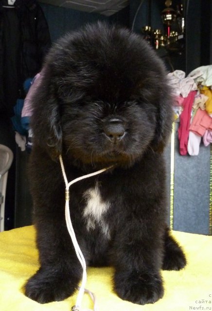 Фото: ньюфаундленд Super Premium Zvezdochet (Супер Премиум Звездочет)