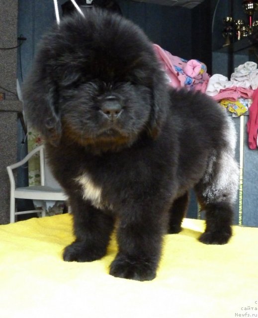 Фото: ньюфаундленд Super Premium Zvezdochet (Супер Премиум Звездочет)