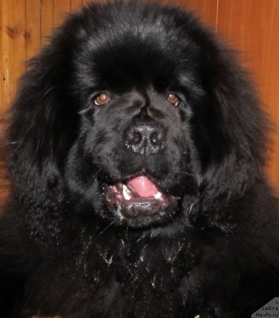 Фото: ньюфаундленд Ih Vyisochestvo Vladlena Madjiks (Их Высочество Владлена Маджикс)