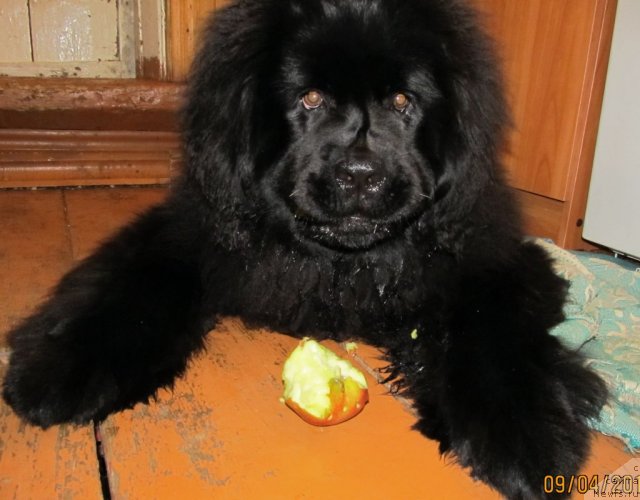 Фото: ньюфаундленд Ih Vyisochestvo Vladlena Madjiks (Их Высочество Владлена Маджикс)