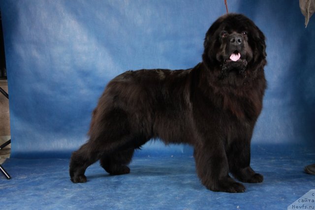 Фото: ньюфаундленд Potap YUkki (Потап Юкки)