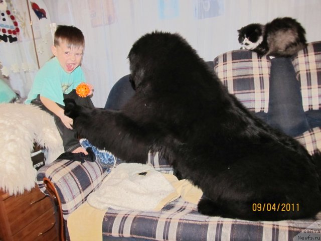 Фото: ньюфаундленд Ih Vyisochestvo Vladlena Madjiks (Их Высочество Владлена Маджикс)