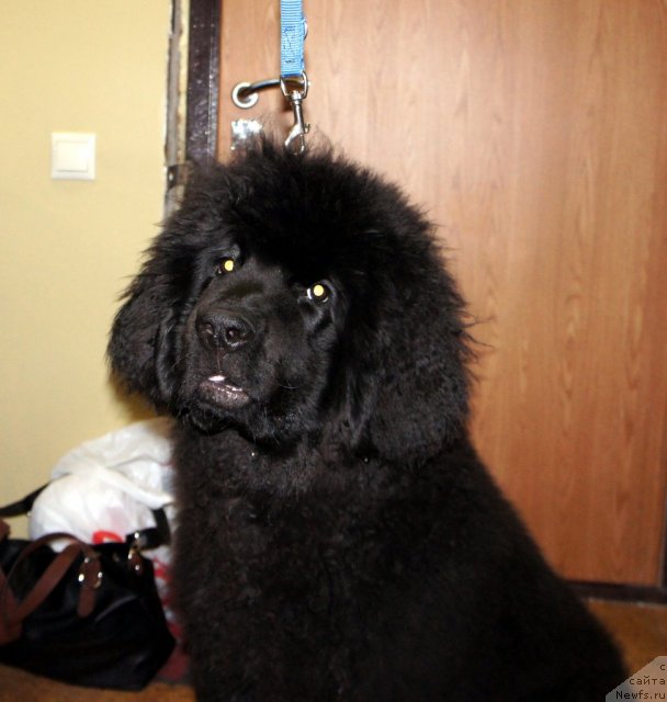 Фотография № 63348