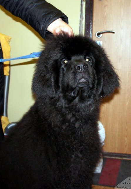 Фото: ньюфаундленд Smigar Go tu bi ze Fest (Смигар Го ту би зе Фест)