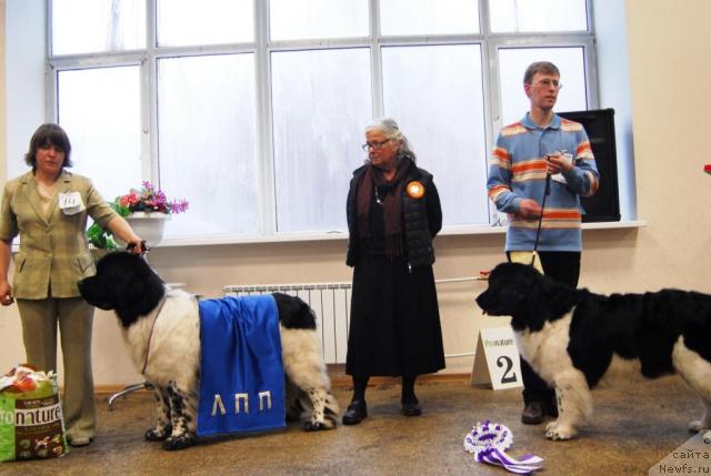 Фото: ньюфаундленд Super Bizon Argo (Супер Бизон Арго), ньюфаундленд Geminorum Undara