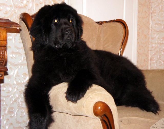 Фото: ньюфаундленд Smigar Greyt Saksyes (Смигар Грейт Саксэс)