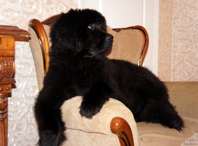 Фото: ньюфаундленд Smigar Greyt Saksyes (Смигар Грейт Саксэс)