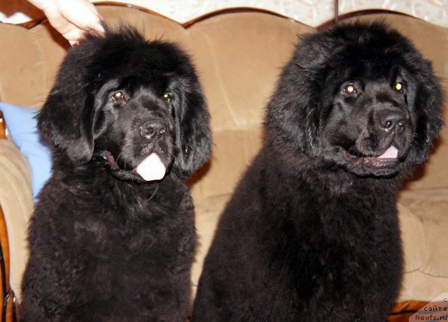 Фотография № 63354