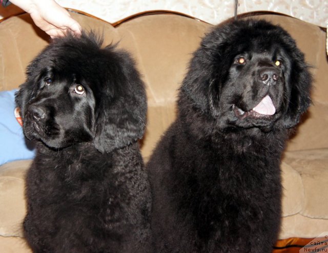 Фото: ньюфаундленд Smigar Galaxsy Shall Win (Смигар Галакси Шелл Вин), ньюфаундленд Smigar Greyt Saksyes (Смигар Грейт Саксэс)