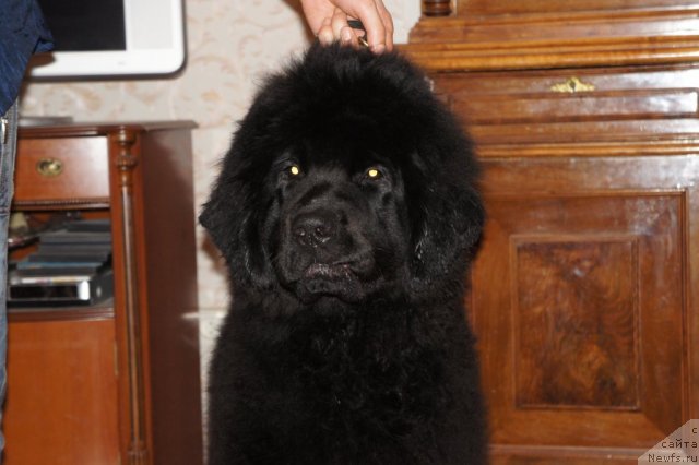 Фото: ньюфаундленд Smigar Greyt Saksyes (Смигар Грейт Саксэс)