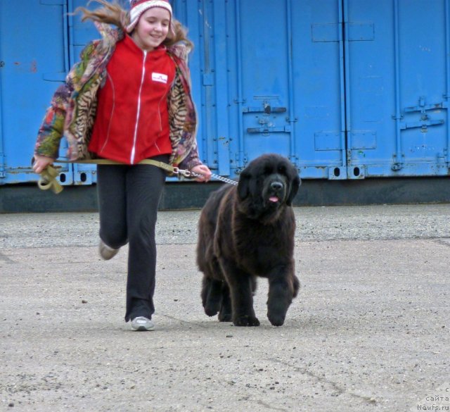 Фото: ньюфаундленд Anabel' Golden Hyot Byel' Kane (Анабель Голден Хёт Бэль Кане)