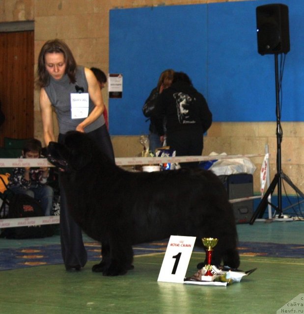 Фото: ньюфаундленд CHansi iz Zolotogo Treugol'nika (Чанси из Золотого Треугольника)