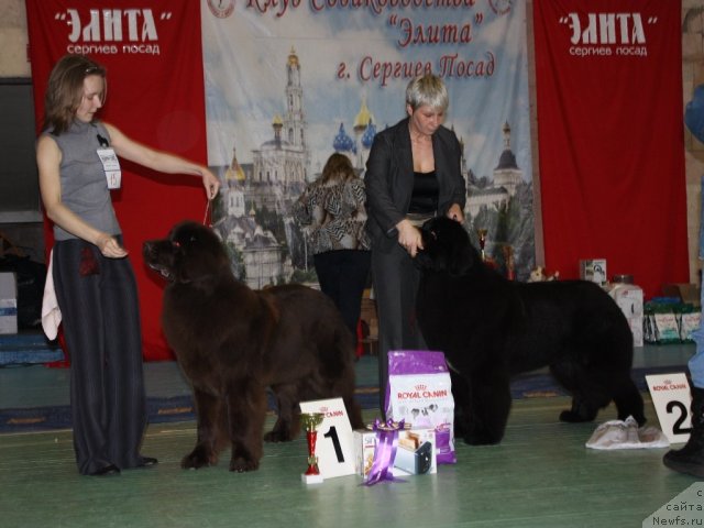 Фото: ньюфаундленд Chernyi Sharm Angel'skaya Krasota (Черный Шарм Ангельская Красота)