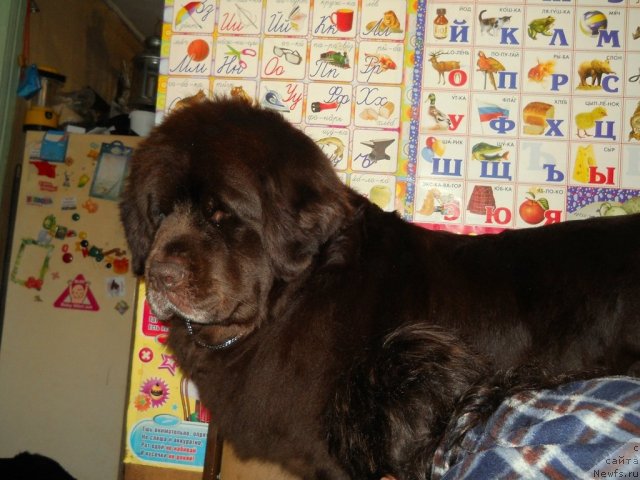 Фото: ньюфаундленд Fann'yuf Akudzyava Nazarovna (Фанньюф Акудзява Назаровна)