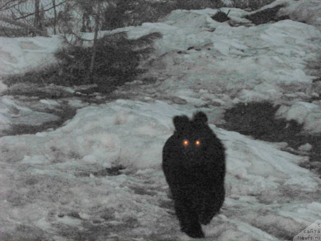 Фотография № 63374