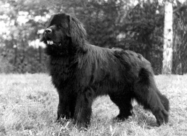 Фото: ньюфаундленд Zahar YUtasher (Захар Юташер)