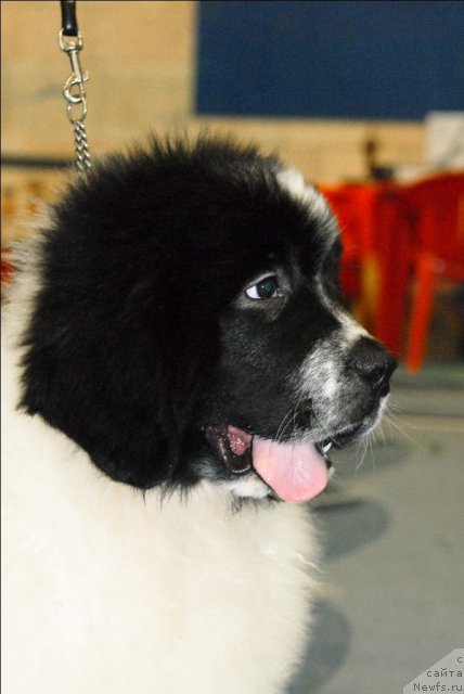 Фотография № 63425