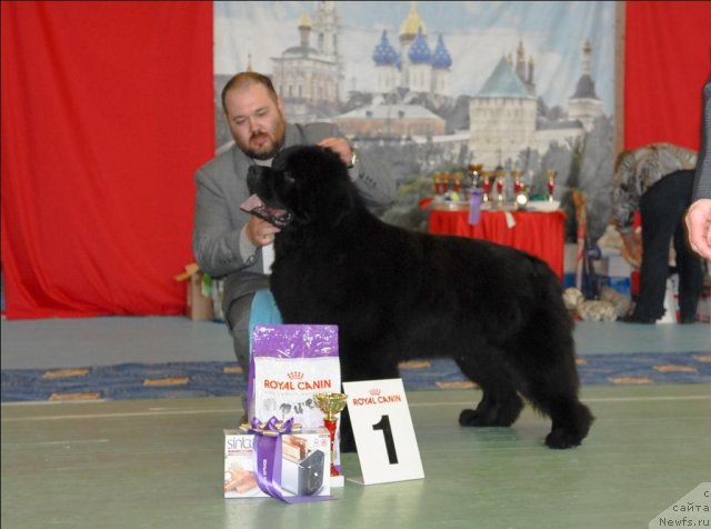 Фото: ньюфаундленд Parker s Berega Dona (Паркер с Берега Дона)