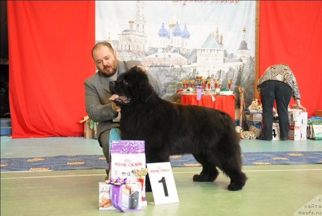 Фото: ньюфаундленд Parker s Berega Dona (Паркер с Берега Дона)