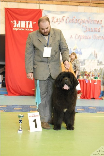 Фото: ньюфаундленд Parker s Berega Dona (Паркер с Берега Дона)
