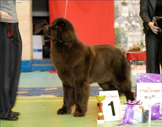 Фото: ньюфаундленд Chernyi Sharm Angel'skaya Krasota (Черный Шарм Ангельская Красота)