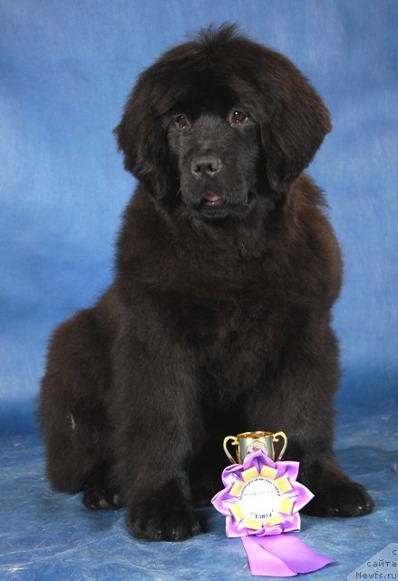 Фото: ньюфаундленд Osoba Statnaya iz Medvej'ego YAra (Особа Статная из Медвежьего Яра)