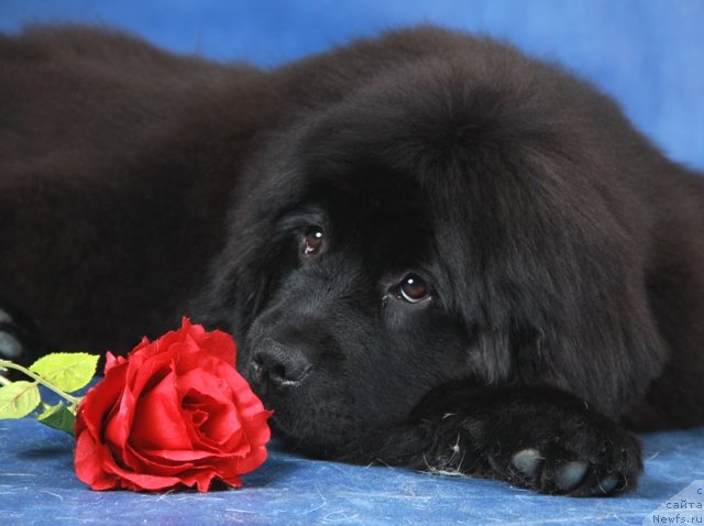 Фото: ньюфаундленд Osoba Statnaya iz Medvej'ego YAra (Особа Статная из Медвежьего Яра)