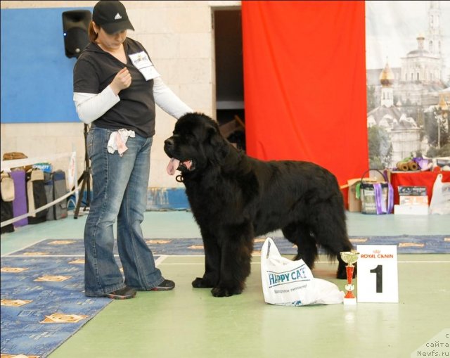 Фото: ньюфаундленд Thickish Newfoundland Zoomonme