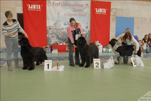 Фото: ньюфаундленд Potap Candri (Потап Цандри), ньюфаундленд Sent Djons Ulrika (Сент Джонс Ульрика), ньюфаундленд Sent Djons Peppi Dlinny Chulok (Сент Джонс Пеппи Длинный Чулок)