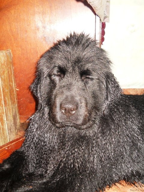 Фото: ньюфаундленд Fann'yuf Al'felina Bledans (Фанньюф Альфелина Бледанс)