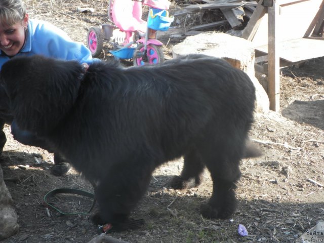 Фото: ньюфаундленд Ih Visochestvo Vilana Blum (Их Высочество Вилана Блум)