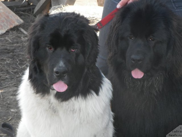 Фото: ньюфаундленд Fiamettahauz  Nunki (Фиаметтахауз Нунки), ньюфаундленд Ih Visochestvo Vilana Blum (Их Высочество Вилана Блум)