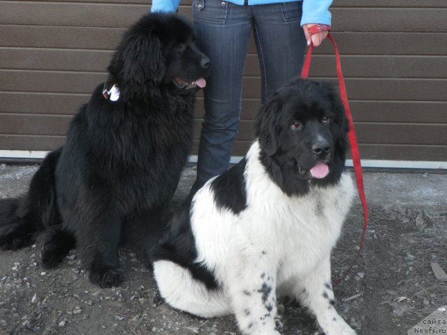 Фото: ньюфаундленд Fiamettahauz  Nunki (Фиаметтахауз Нунки), ньюфаундленд Ih Visochestvo Vilana Blum (Их Высочество Вилана Блум)