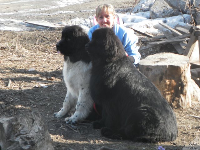 Фото: ньюфаундленд Fiamettahauz  Nunki (Фиаметтахауз Нунки), ньюфаундленд Ih Visochestvo Vilana Blum (Их Высочество Вилана Блум), Светлана Боровик