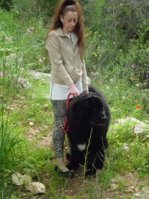 Фото: ньюфаундленд Pitern'yuf CHao-Kakao (Питерньюф Чао-Какао)