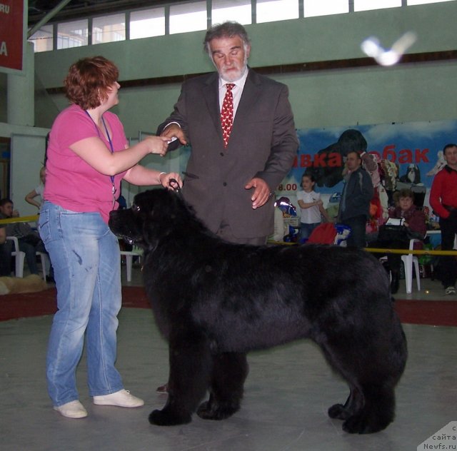 Фото: ньюфаундленд Aquatoriya Kelvin Northern Spirit (Акватория Келвин Нозерн Спирит)